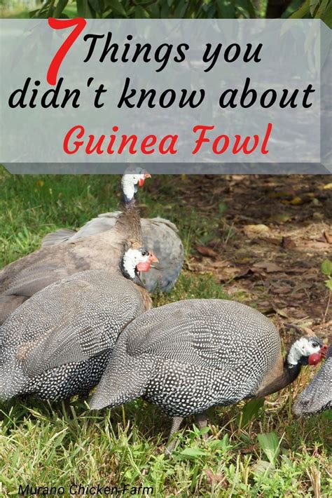 7 Things You Didn T Know About Raising Guinea Fowl Artofit