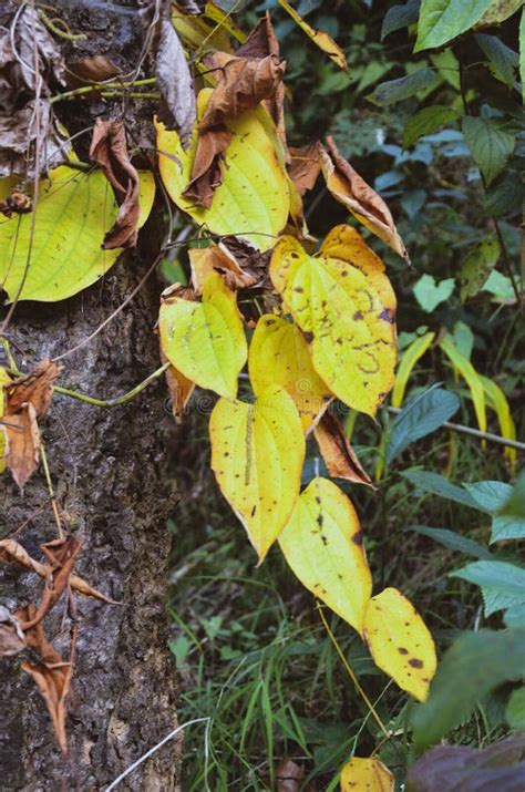 Dioscorea Alata Or Ube Or Greater Yam Growing In A Tree In The Forest