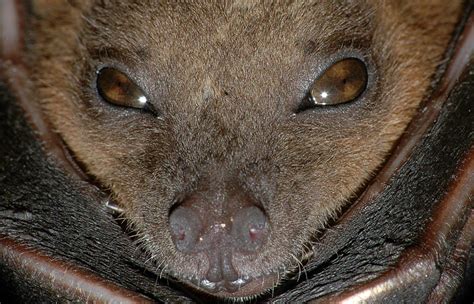 Watch And Learn About Bats On The Bat World Sanctuary Livecam