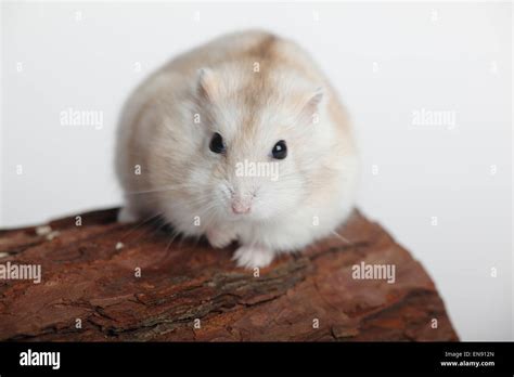 Russian Dwarf Hamster Phodopus Sungorus Dsungarischer Zwerghamster