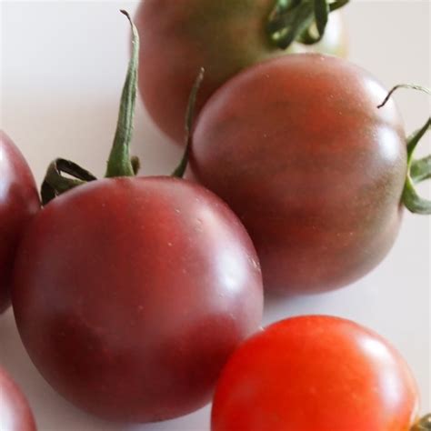 Black Cherry Tomato Organic Davenport Garden Centre