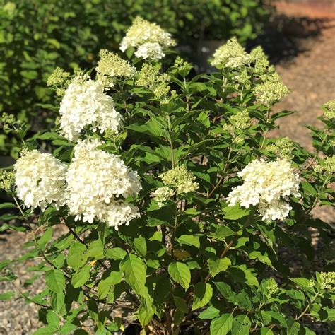 Hydrangea Paniculata Limelight Tree