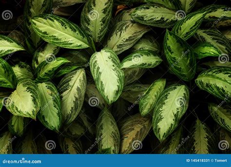 Tropical Leaf Texture Foliage Nature Green Background Stock Image