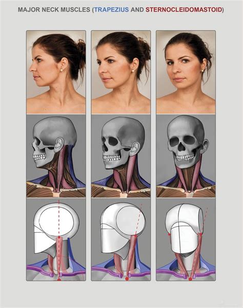 ボードAnatomy Studiesのピン