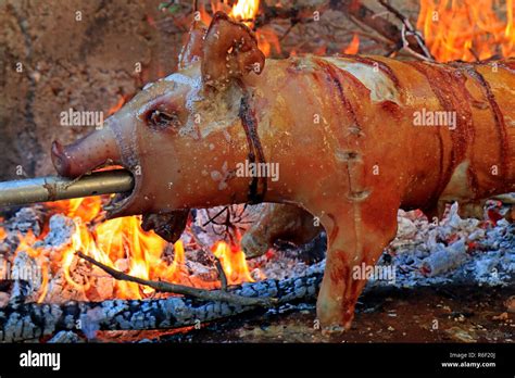 Just Roasted Suckling Pig On A Spit Stock Photo Alamy