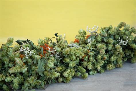 Dried Hop Garlands, Bines & Bunches | Essentially Hops