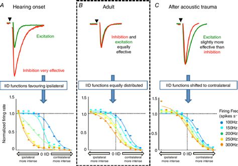 Modelling Shows That Convergence Of Epsc And Ipsc Kinetics Is Required