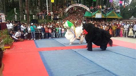 Tibetan Yak Dance At Dalhousie Youtube