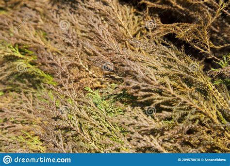 Beautiful Green Christmas Leaves Of Thuja Trees With Soft Sunlight