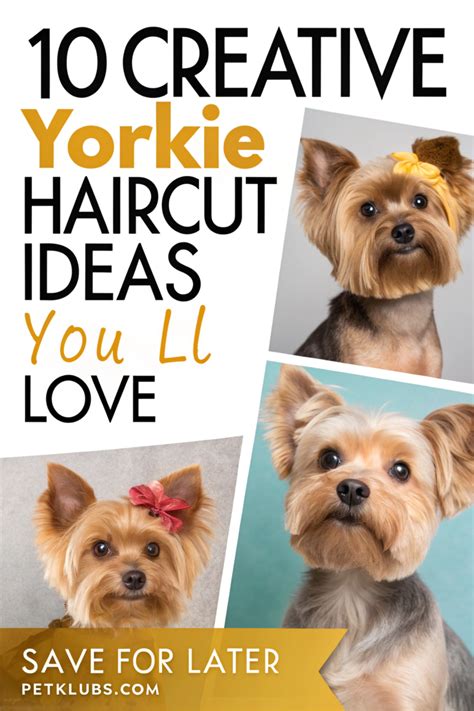 Top 10 yorkie haircut ideas to transform your dog s look – Artofit