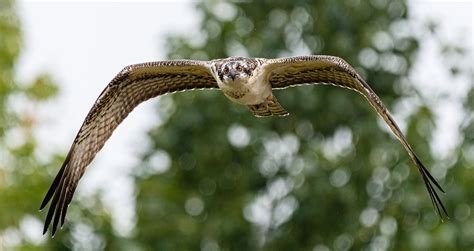 Golden Eagle Audubon Society