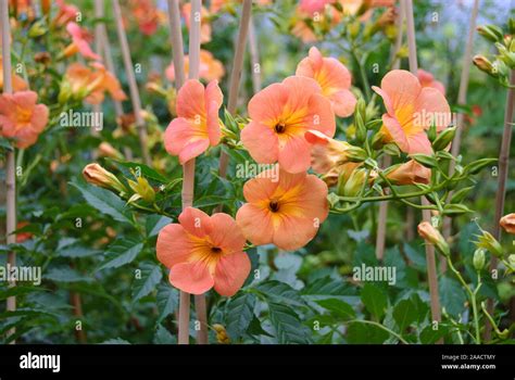 Trompetenwinde Chinesische Tromptenwinde Campsis Grandiflora Stock