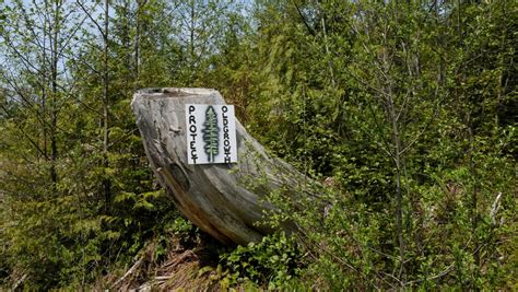 Fairy Creek Protest Appeal Court Extends Injunction Against Old Growth