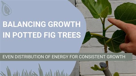 How To Balance Growth In Potted Fig Trees Youtube