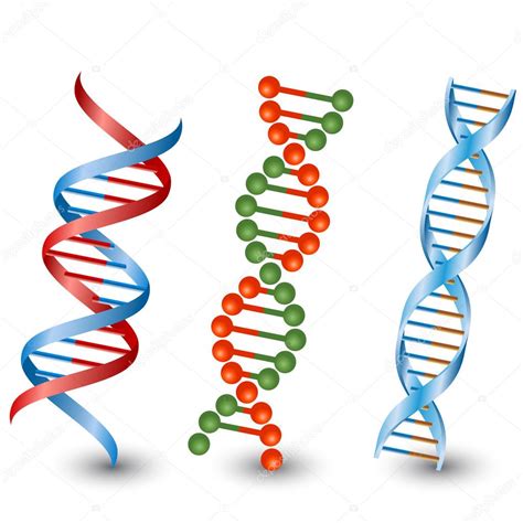 Dna Strands Vector On The White Background Stock Vector Image By