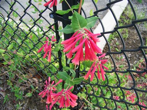 Lonicera Sempervirens Major Wheeler Major Wheeler Honeysuckle Vine On