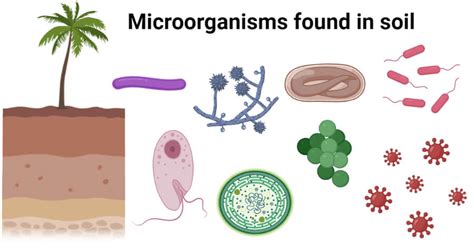 Microorganisms found in soil with effects and examples