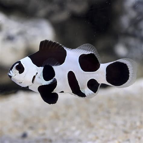 Black Storm Clownfish | Affordable Aquaria