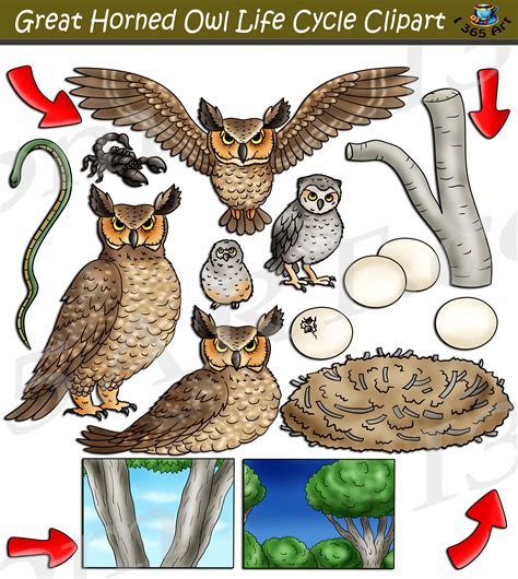 Great Horned Owl Life Cycle Clipart Set Download - Clipart 4 School