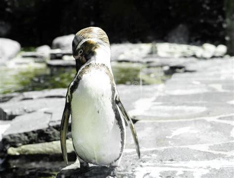 Penguin on a Rock in Natural Habitat. Penguin Standing on the Ground ...