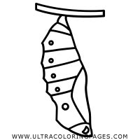 Dibujo De Polilla Para Colorear Ultra Coloring Pages