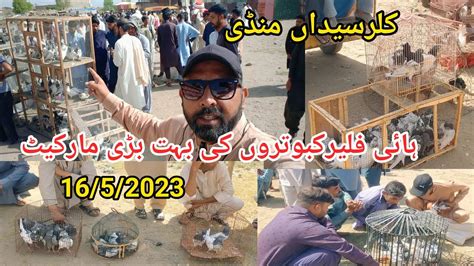 High Flying Kabootar Market Latest Update Pigeon Market Kallar Syedan