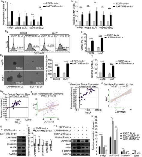 Laptm4b Mediated Hepatocellular Carcinoma Stem Cell Proliferation And