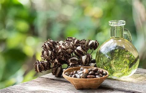 Does Castor Oil Help Treat Baldness