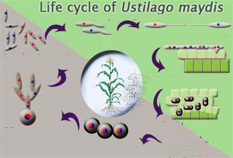 Life Cycle Of Ustilago Maydis Diagram Quizlet