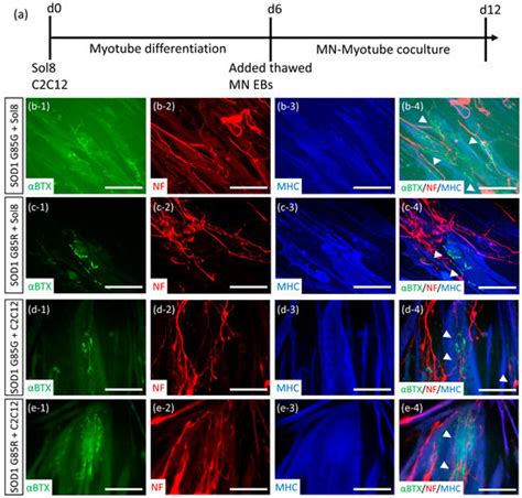 IJMS Free Full Text Robust Generation Of Ready To Use Cryopreserved