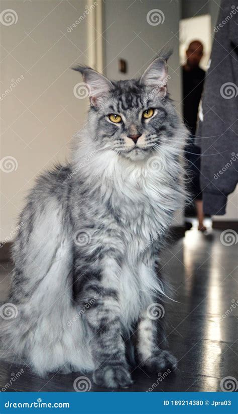 Silver Maine Coons