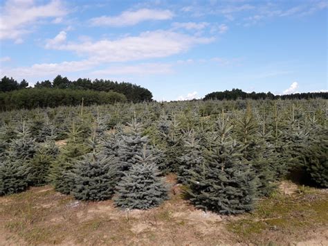 Plantacja Choinek Plantacja Jod Y Kaukaskiej Wierka Srebrnego