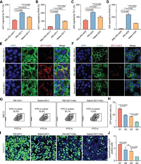 Eleovt Reduced The Interaction Of Ovs With Macrophages A B The