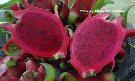 vietnamese-dragon-fruit - Agrideco Vietnam Co., Ltd.