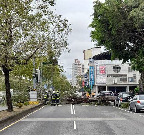 寒流台中颳強風！3樓高路樹突倒塌擊中休旅車 女駕駛嚇呆 社會 中時