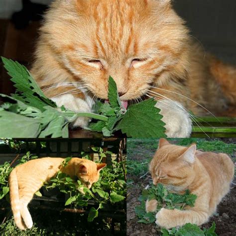 30 Mint Catnip Bush Seeds Welldales