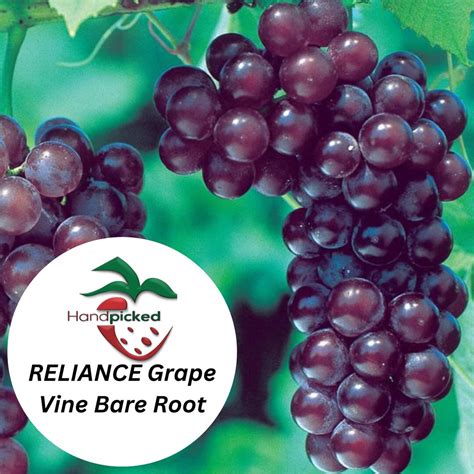 2 Reliance Seedless Grape Vine 2 Bare Root Live Plant Etsy