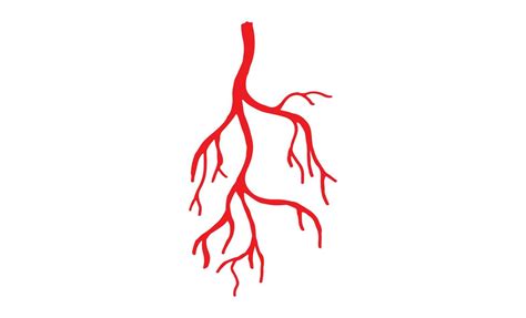 Human Veins and Arteries Illustration 12828000 Vector Art at Vecteezy