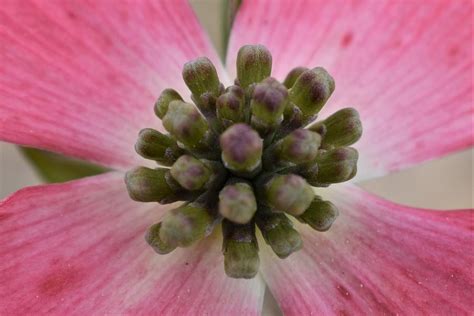 Heart Of The Dogwood Flower Photograph By Karen Largent Fine Art America