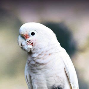 Umbrella Cockatoo Personality Food Care Pet Birds By Lafeber Co