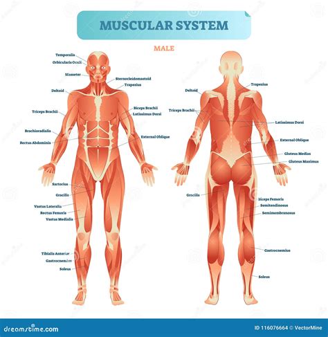 Male Muscular System Full Anatomical Body Diagram With Muscle Scheme