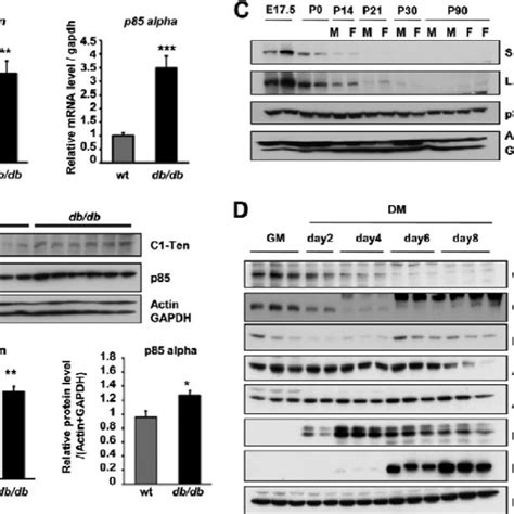 Expression Of C1 Ten In Catabolic And Anabolic Muscle A C1 Ten And