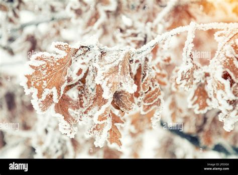 Branch Oak Tree With Dry Leaves In Snow Stock Photo Alamy