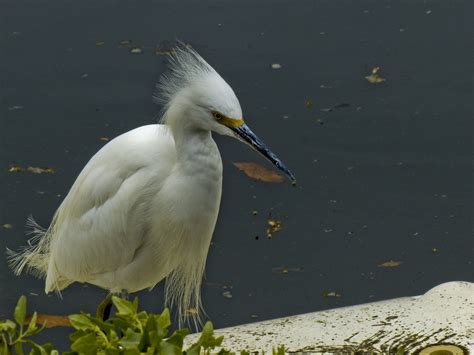 Snowy Egret Portrait Free Stock Photo Public Domain Pictures