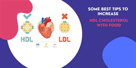 How To Increase Hdl Cholesterol With Food Some Best Tips