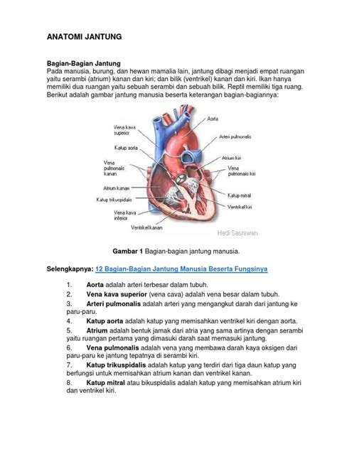 Anatomi Jantung Pdf