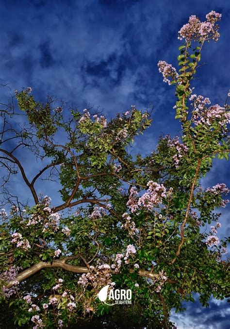 Pohon Bungur JUAL POHON BESAR Dan LANGKA Murah Garansi Hidup 1 Tahun