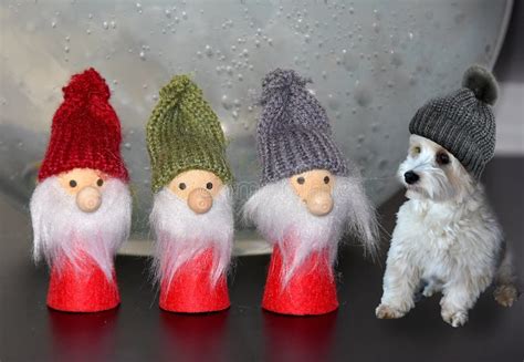 Mature Midgets Stock Photos Free Royalty Free Stock Photos From