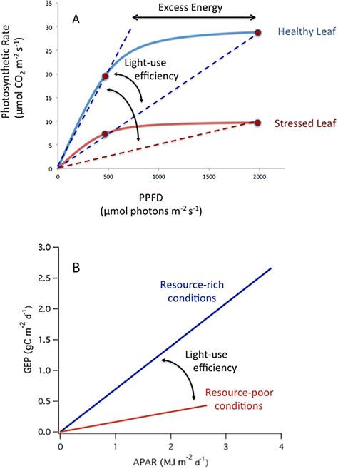 A Modeled Photosynthetic Light Response Curves Rectangular