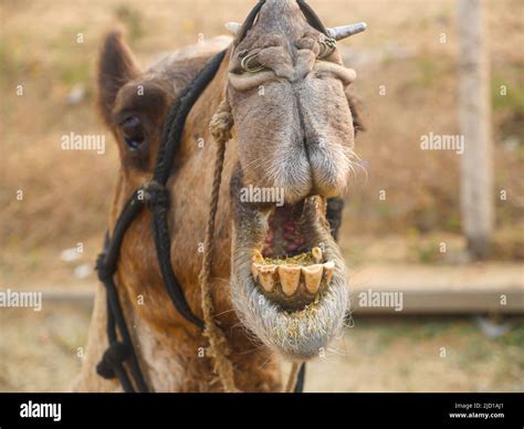 Camels Nose Hi Res Stock Photography And Images Alamy